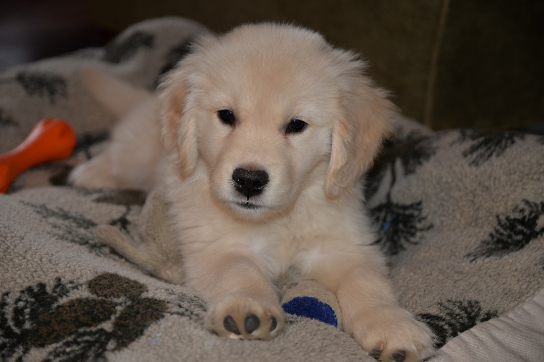 GEM Farm Golden Retrievers Pownal, ME Golden Retriever Puppies in
